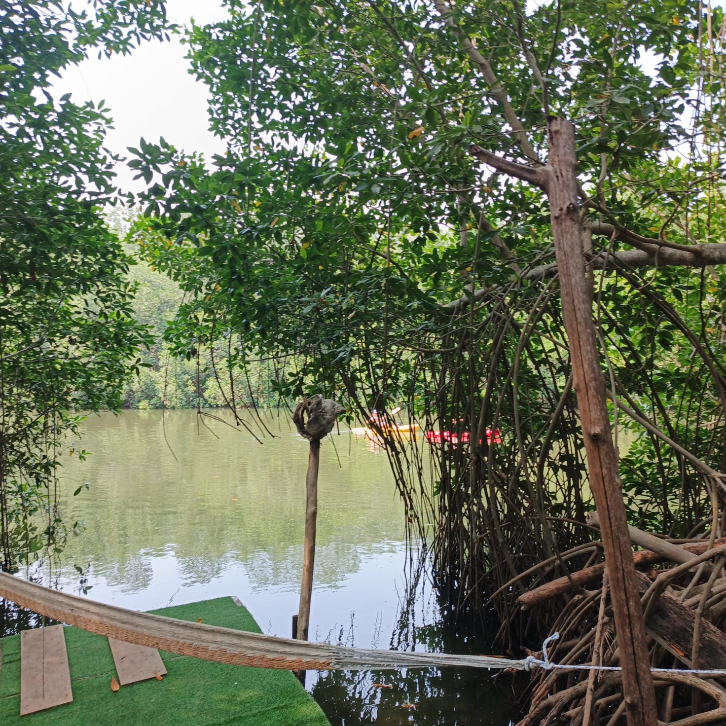 sunset-mangrove (2)