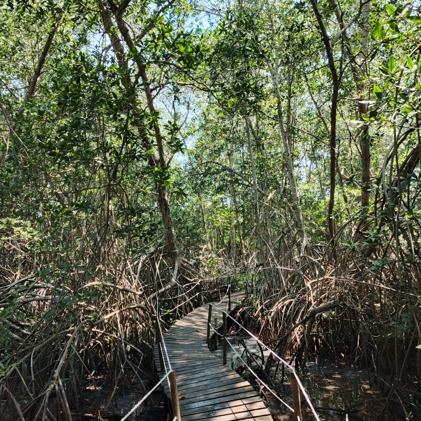 sunset-mangrove (5)
